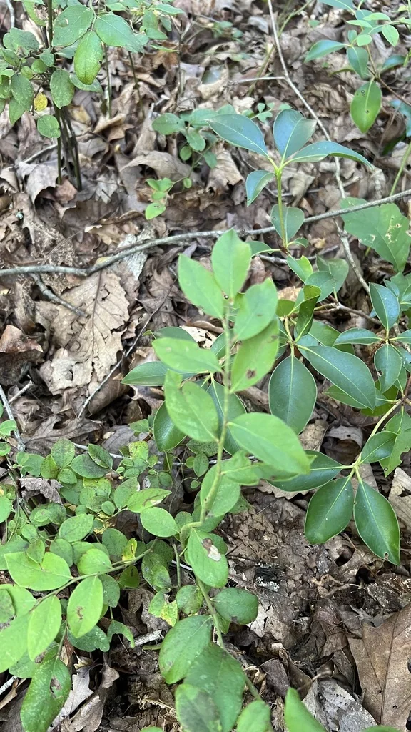Vaccinium Pallidum