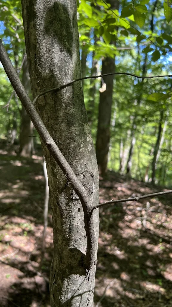 Carpinus Caroliniana