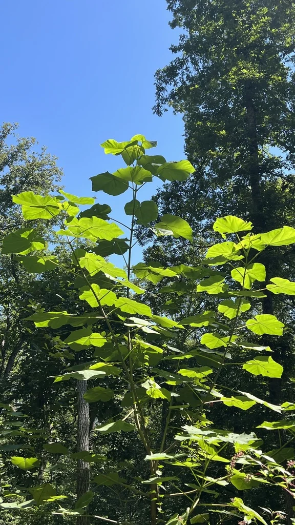 Paulownia Tomentosa