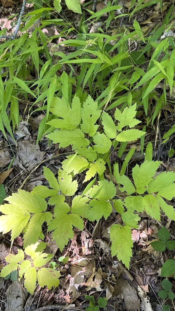 Actaea Racemosa