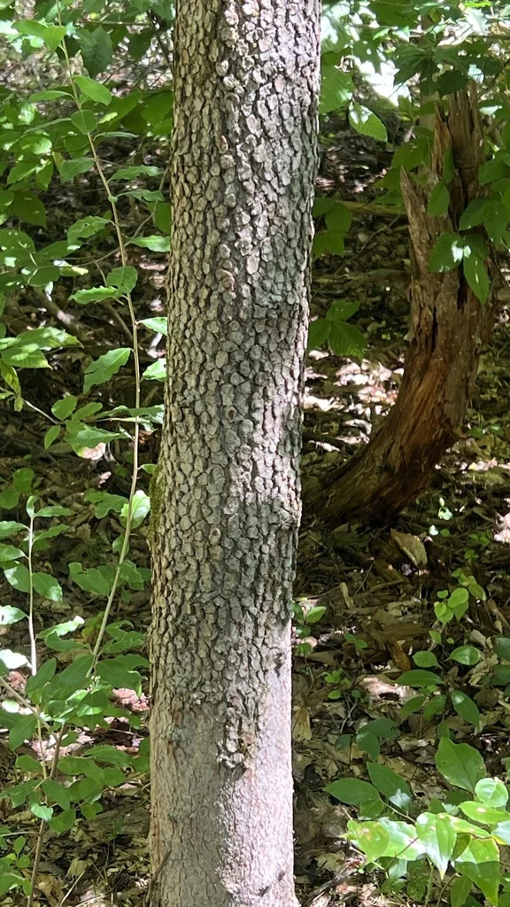 Cornus Florida
