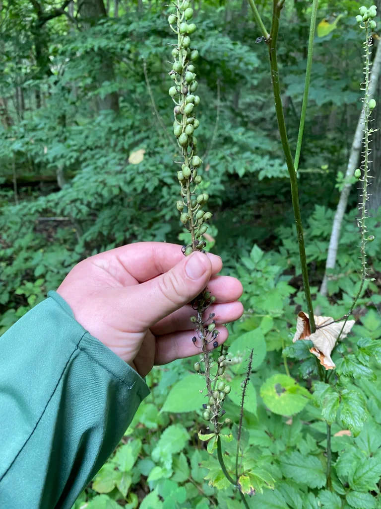Actaea Racemosa