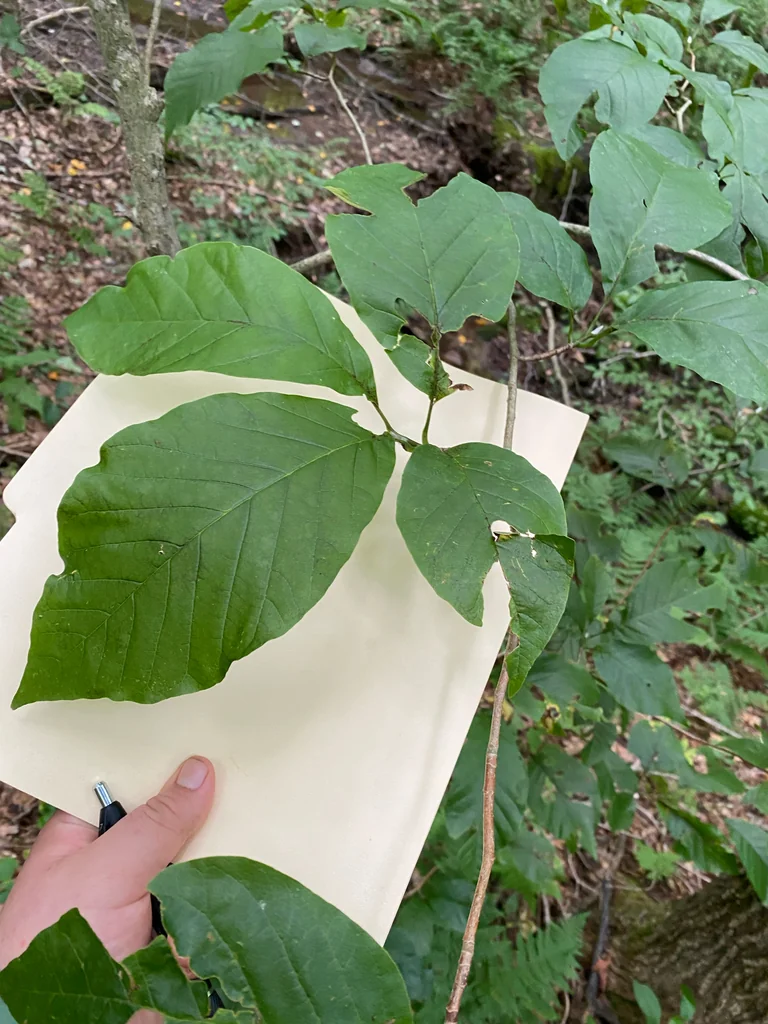Magnolia Acuminata