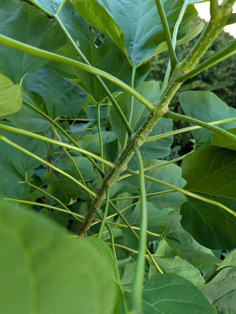 Catalpa Speciosa