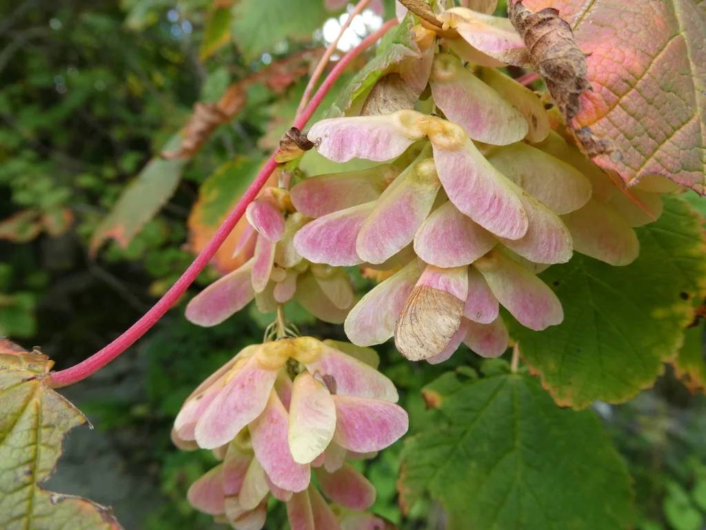 Acer Spicatum