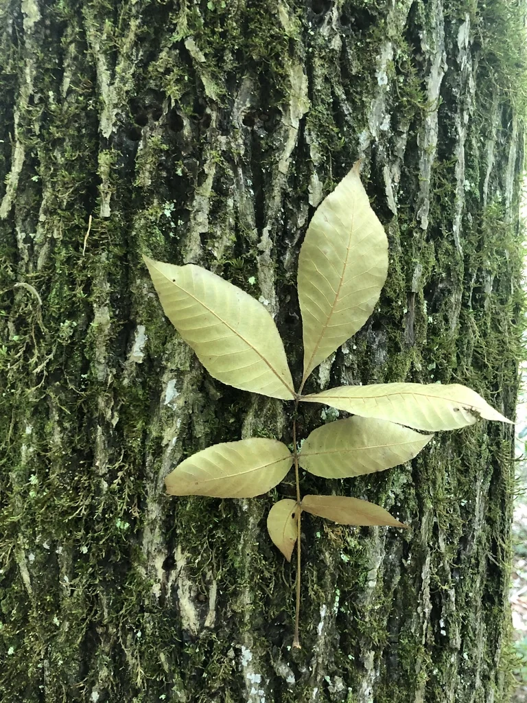 Carya Pallida