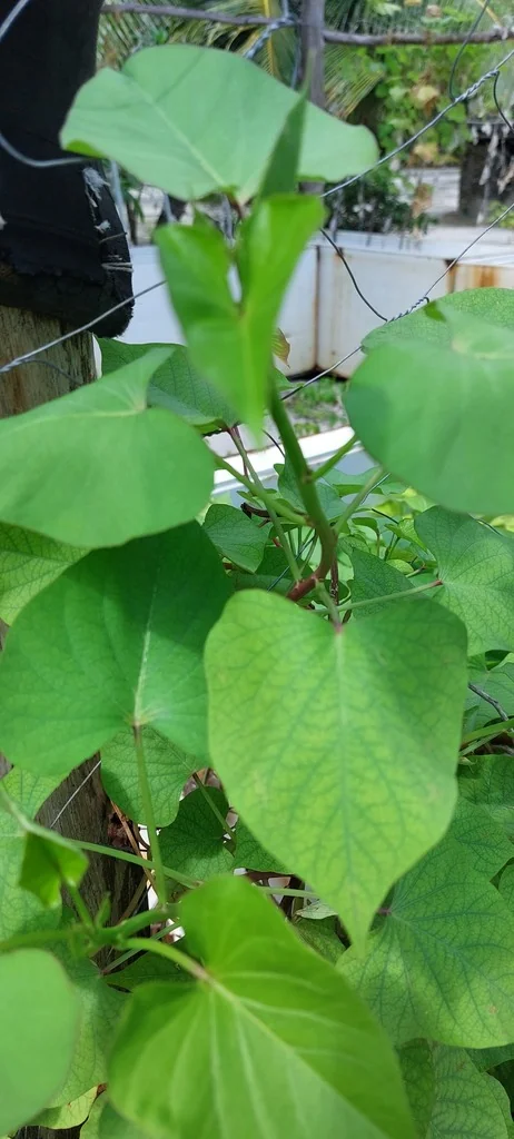 Ipomoea batatas