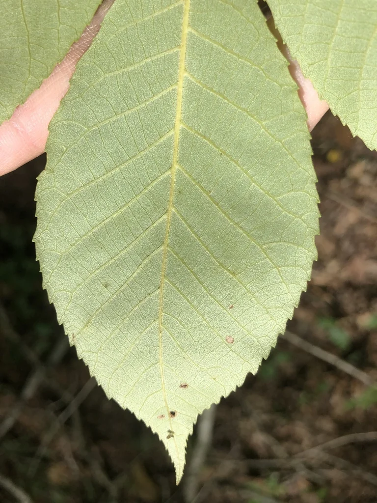 Carya Pallida