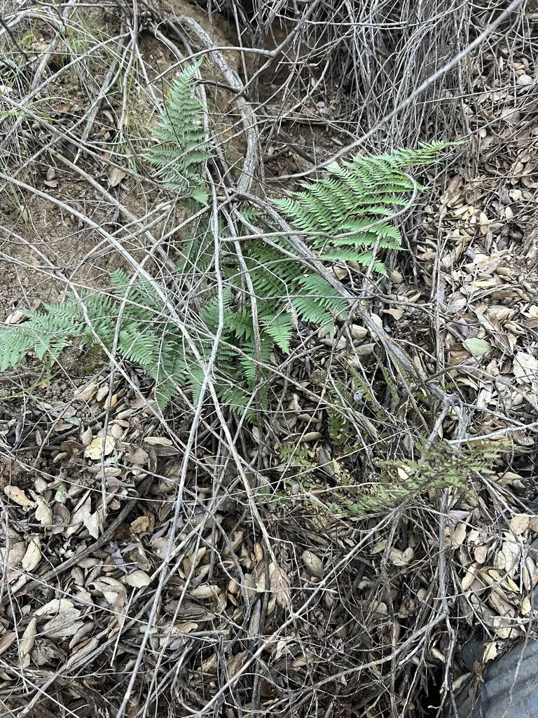 Dryopteris arguta