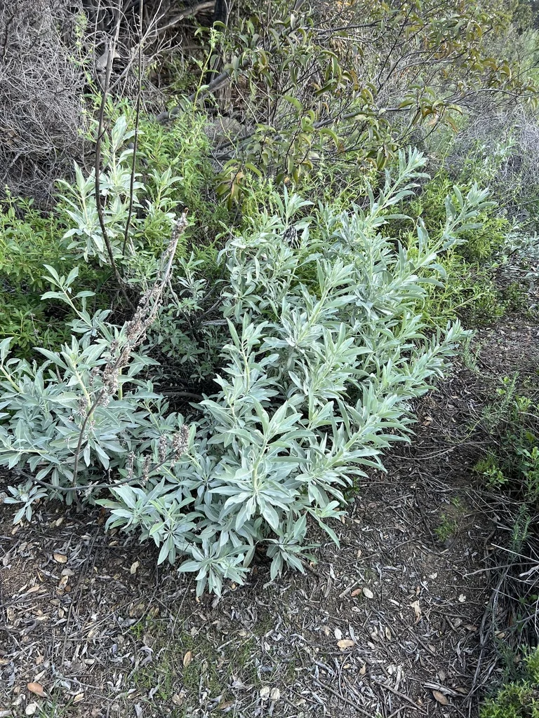 Salvia Apiana