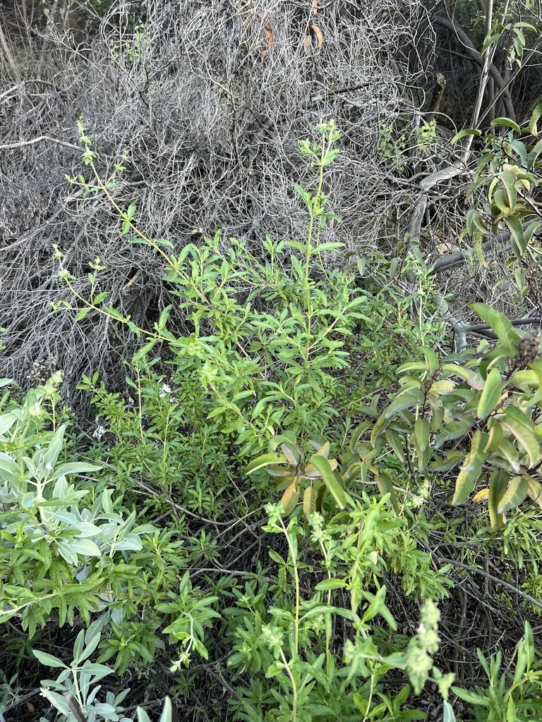 Salvia Mellifera