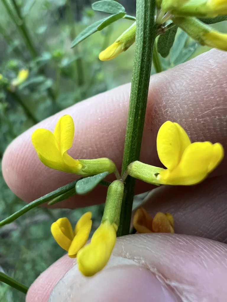 Lotus Scoparius