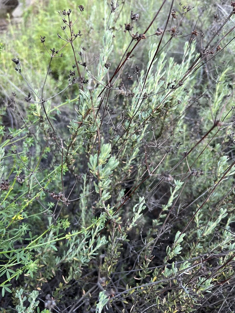 Eriogonum Fasciculatum