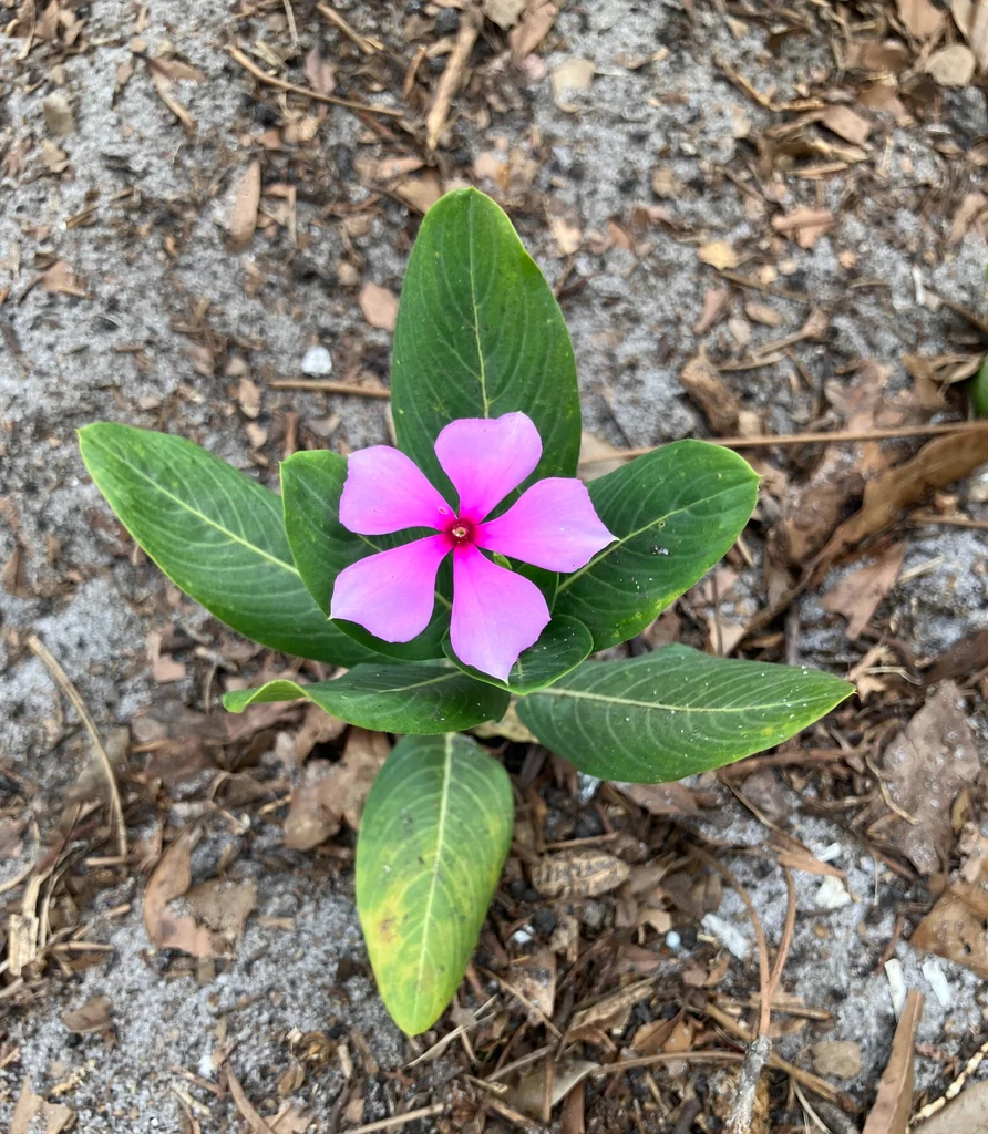 Catharanthus Roseus
