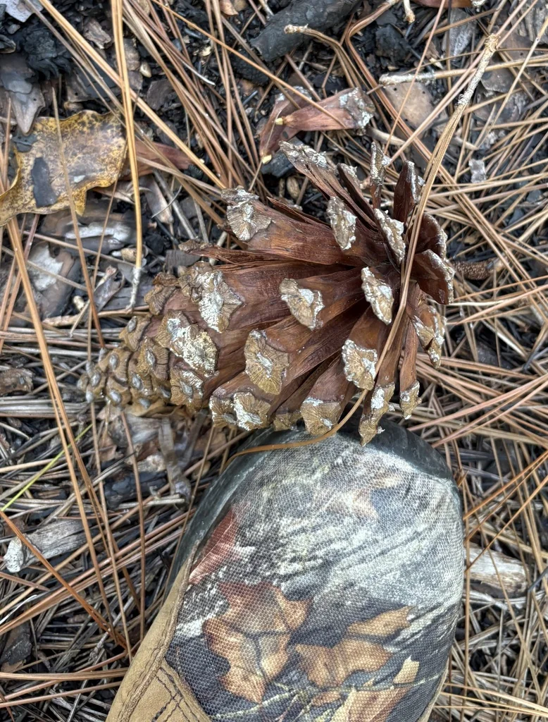 Pinus Palustris