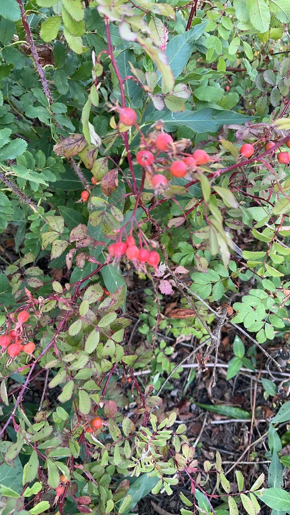 Rosa Woodsii