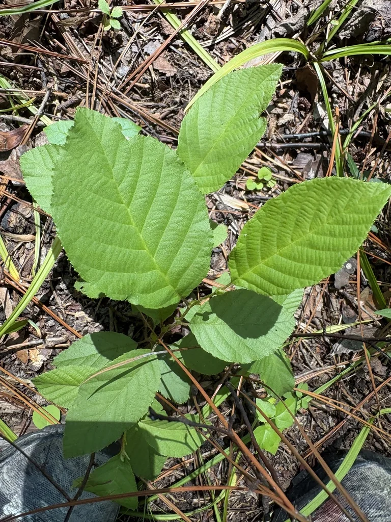 Alnus Serrulata
