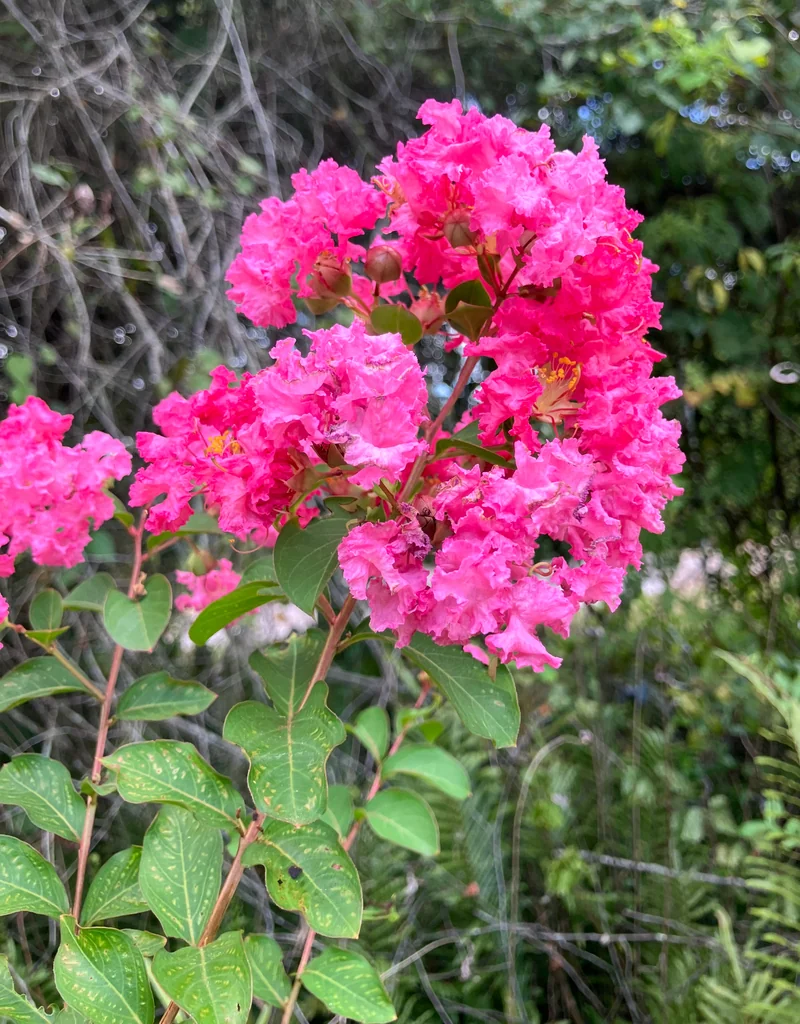 Lagerstroemia indica