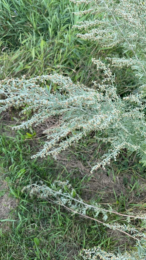 Artemisia Absinthium