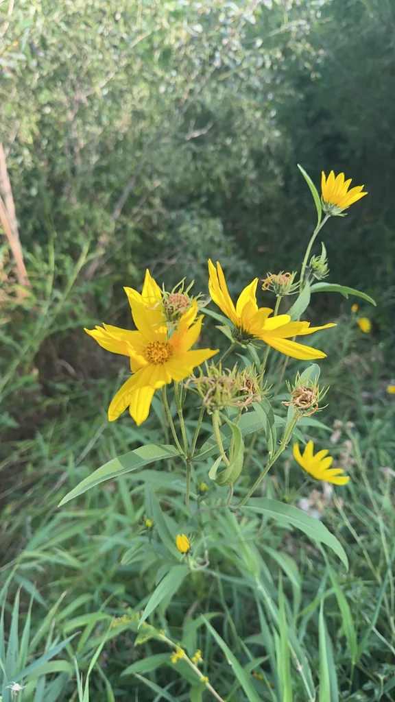 Helianthus Maximiliani