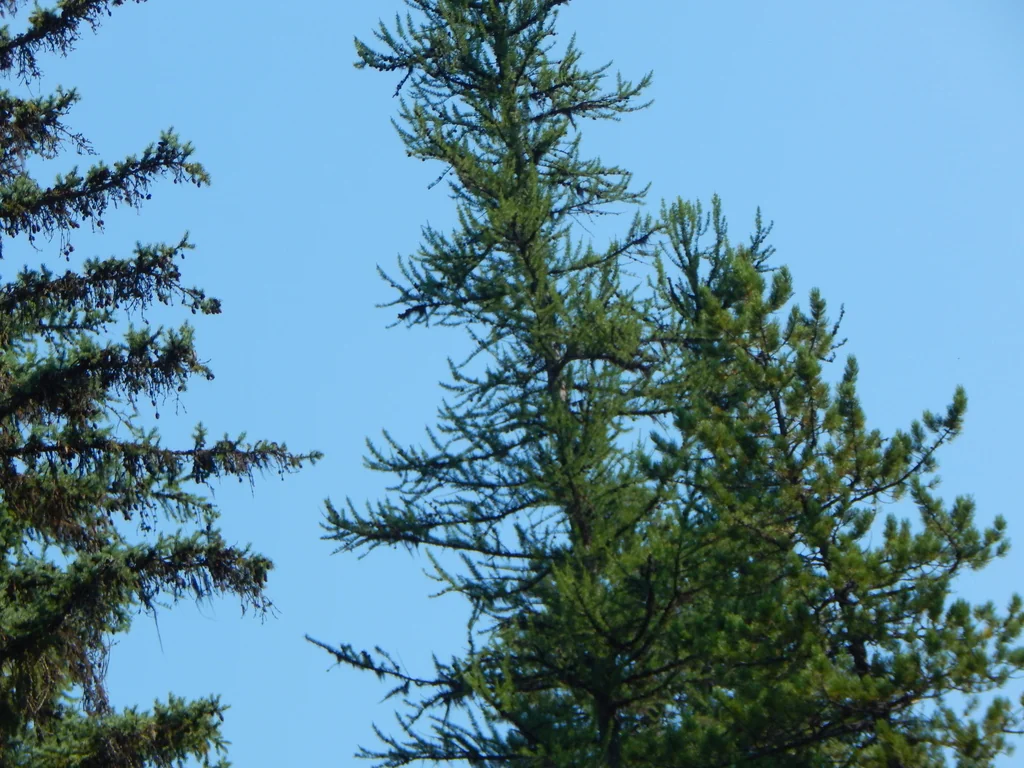 Larix Occidentalis
