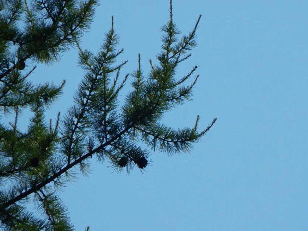 Larix Occidentalis