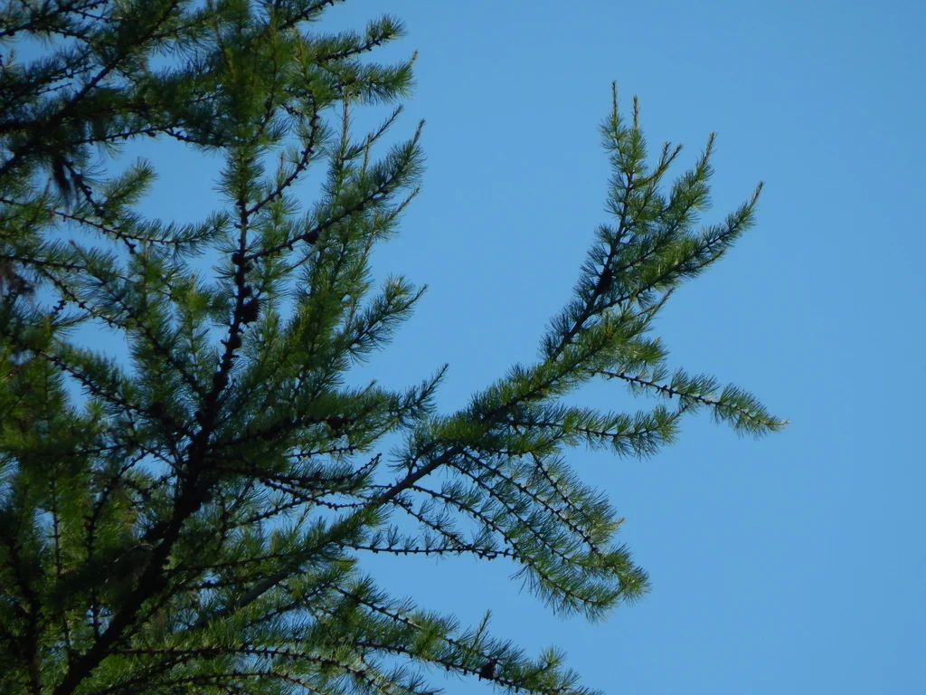 Larix Occidentalis