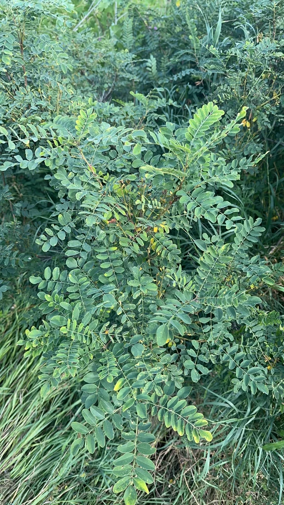 Caragana Arborescens