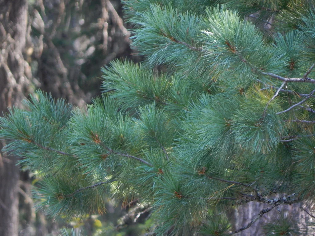 Pinus Monticola