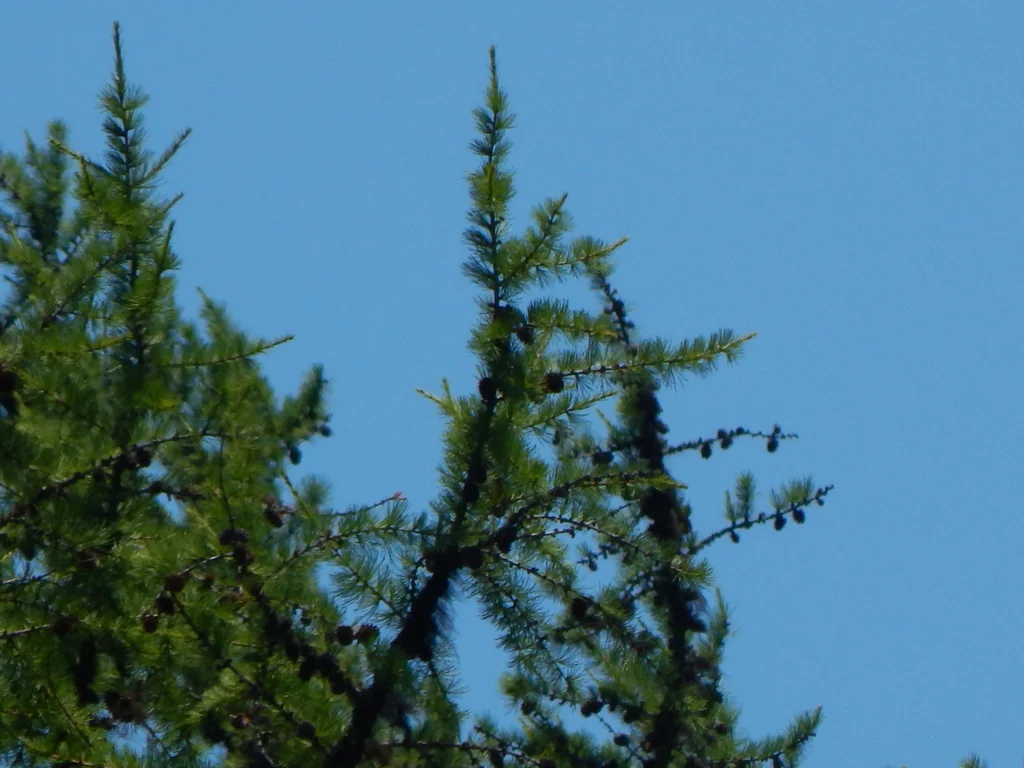 Larix Occidentalis