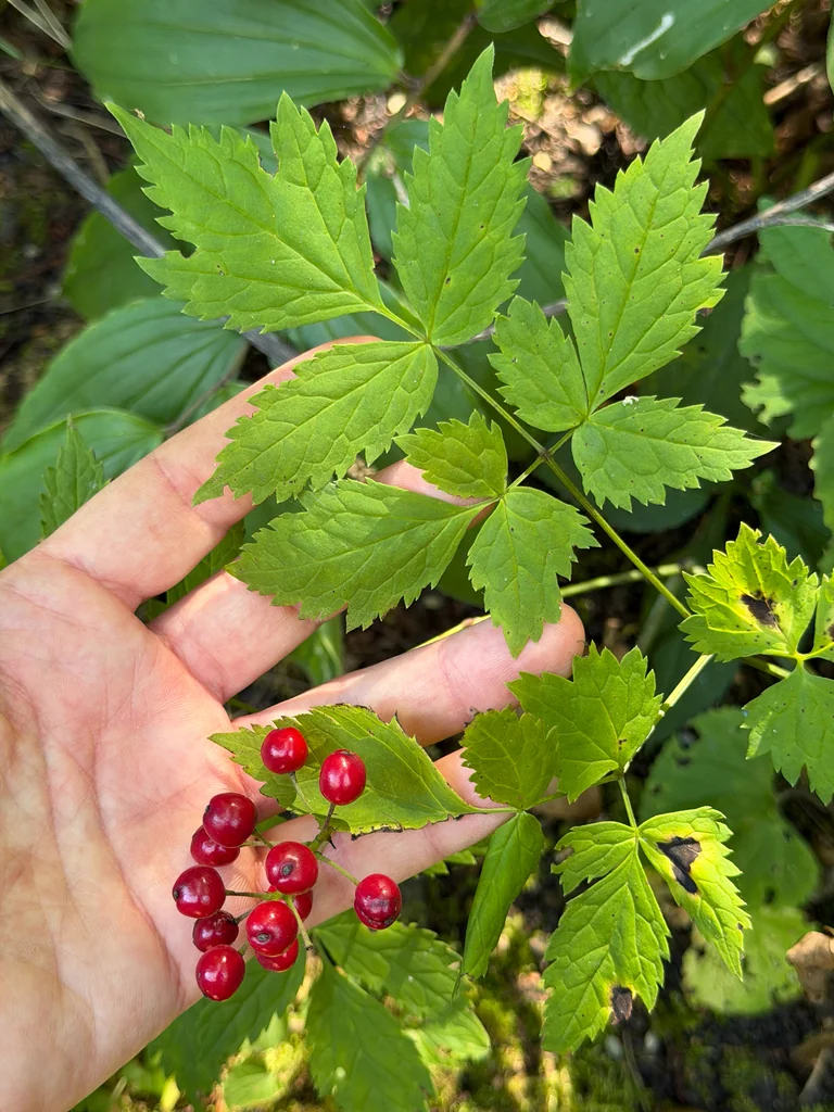 Actaea Rubra