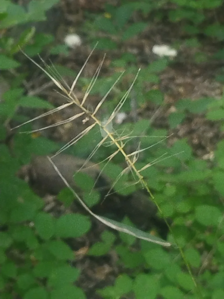 Elymus Hystrix