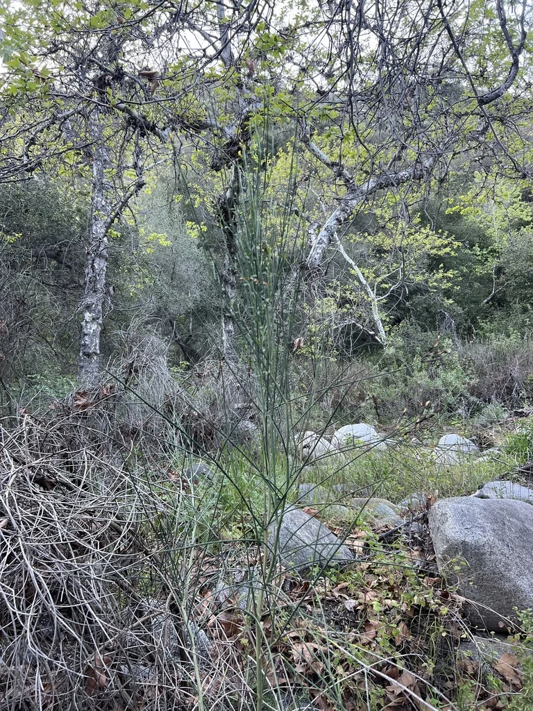 Spartium Junceum