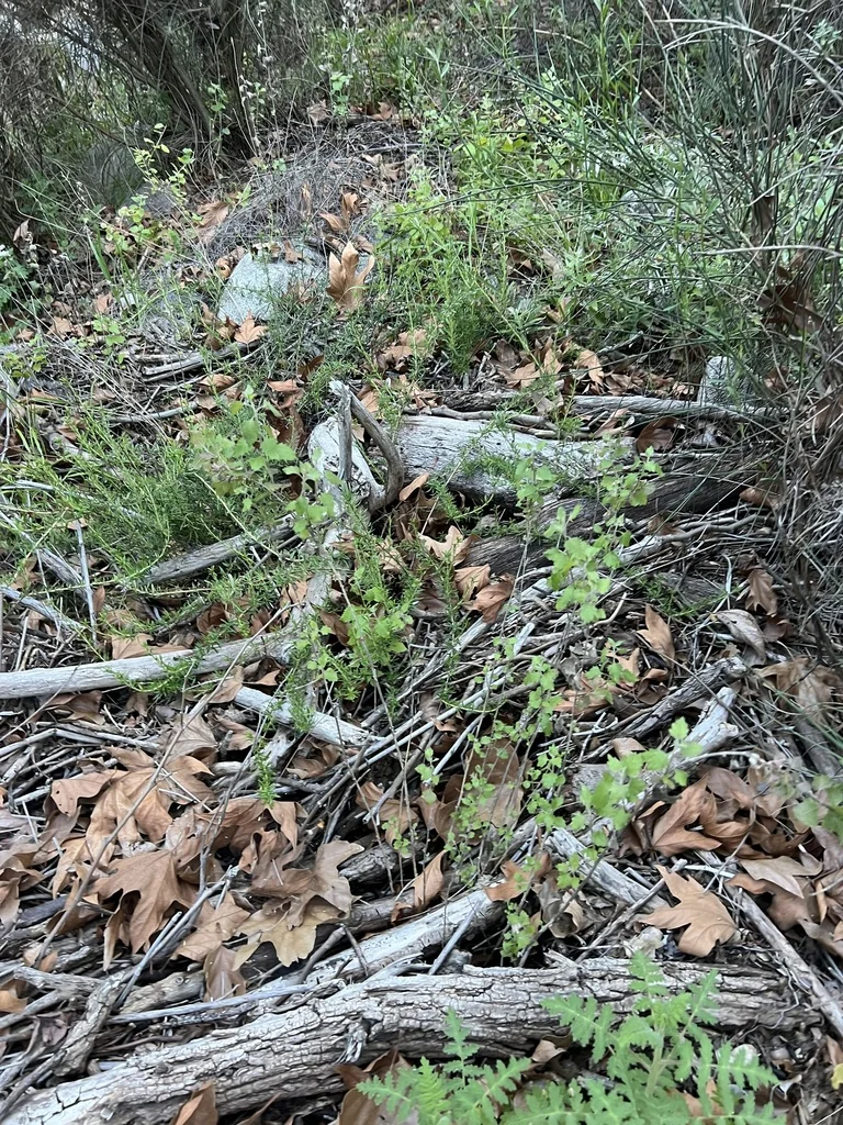 Brickellia Californica