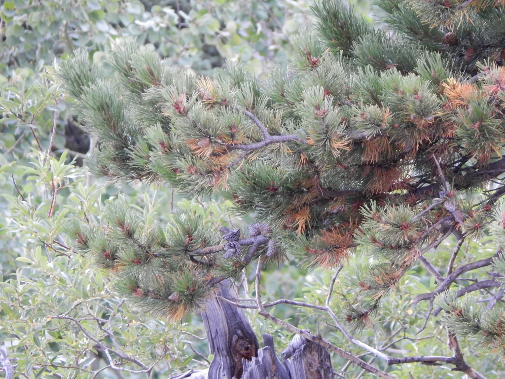 Pinus Contorta