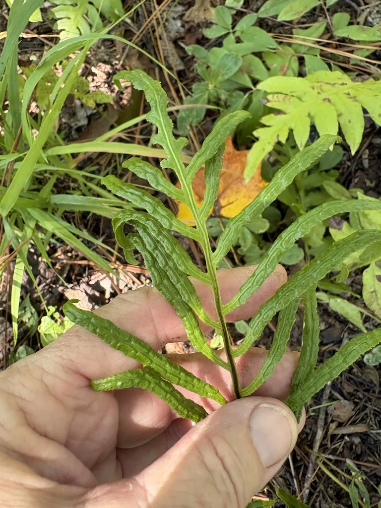 Woodwardia Areolata