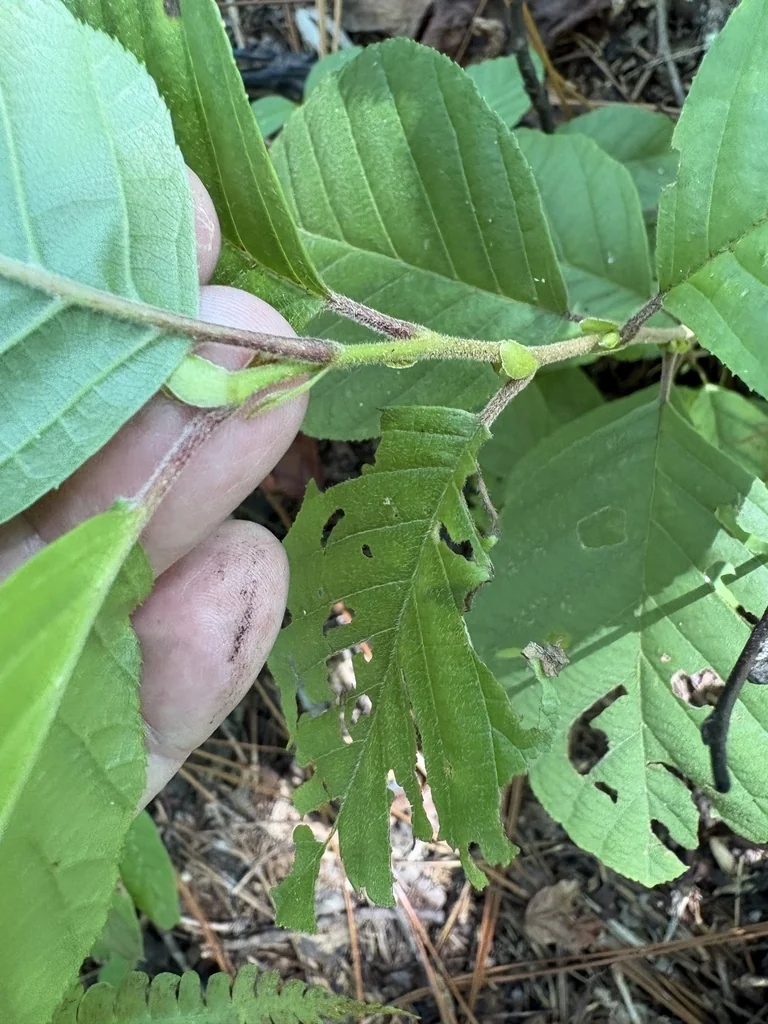 Alnus Serrulata