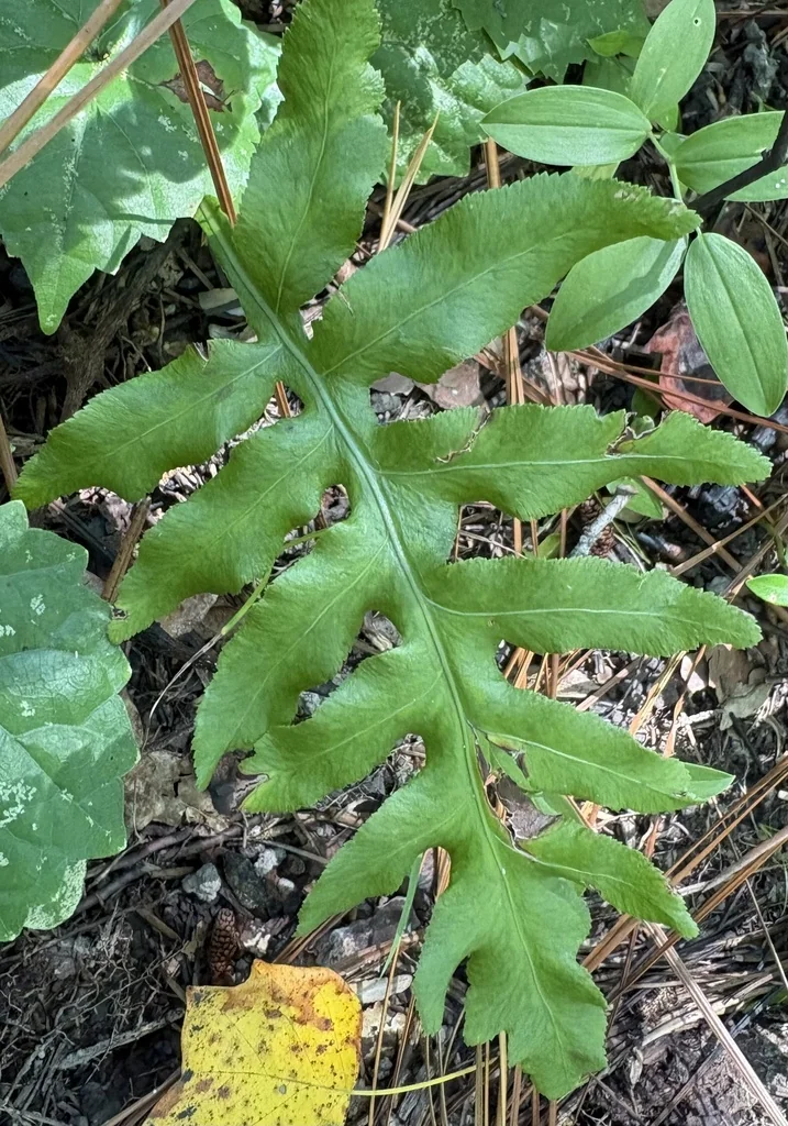 Woodwardia Areolata