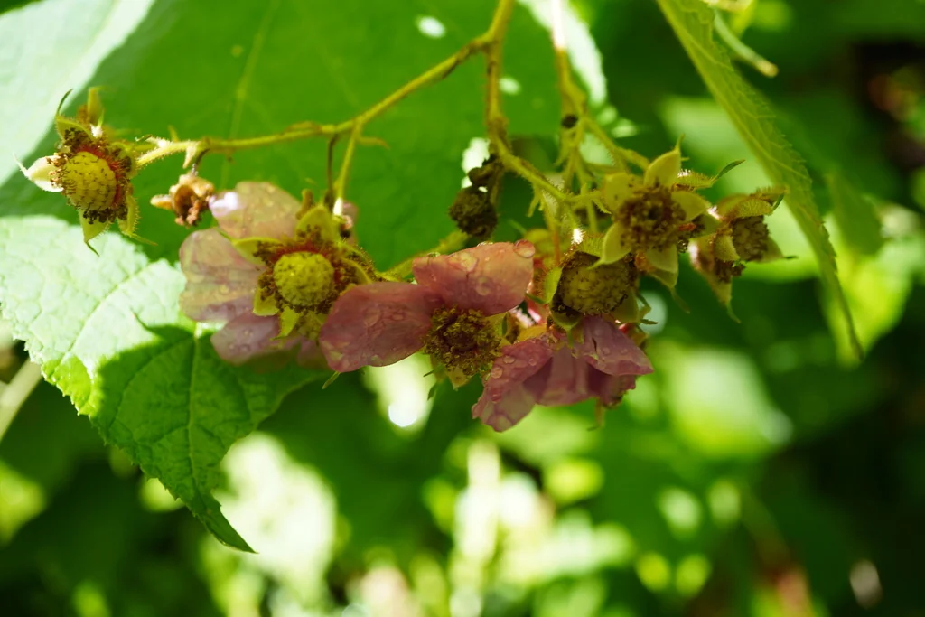 Rubus Odoratus