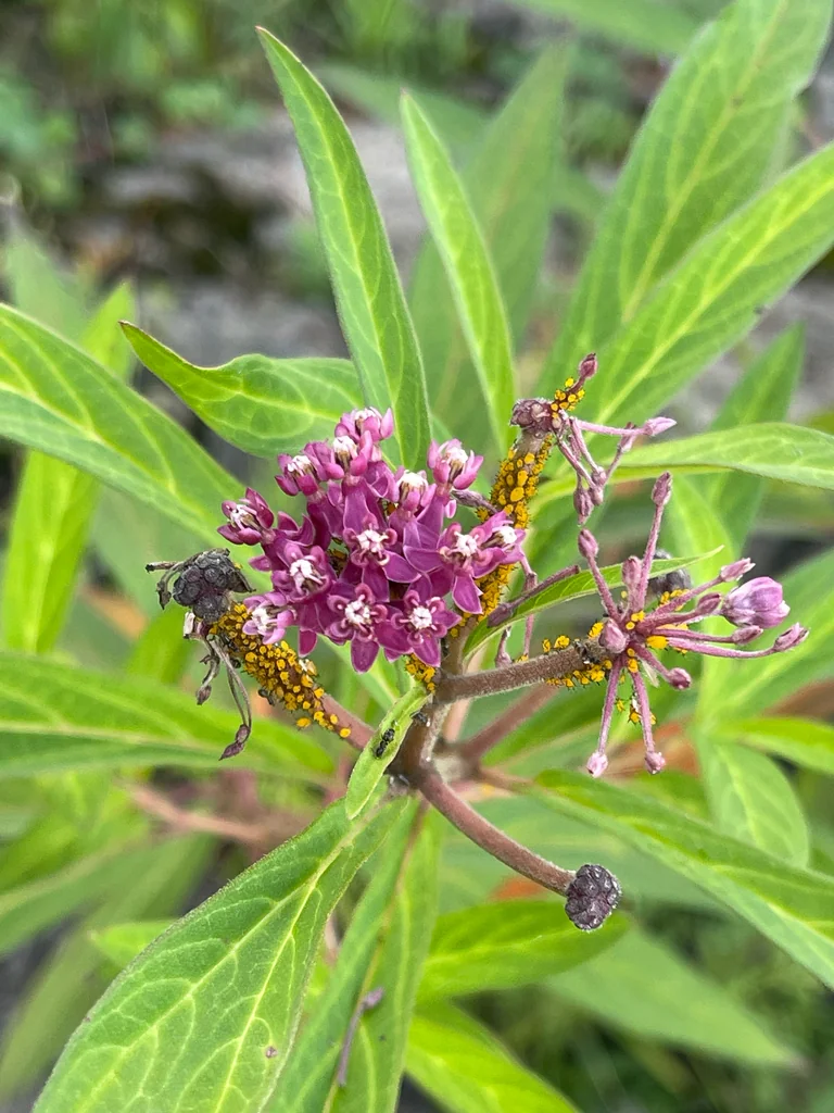 Asclepias Incarnata