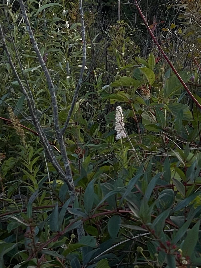 Spiraea Alba