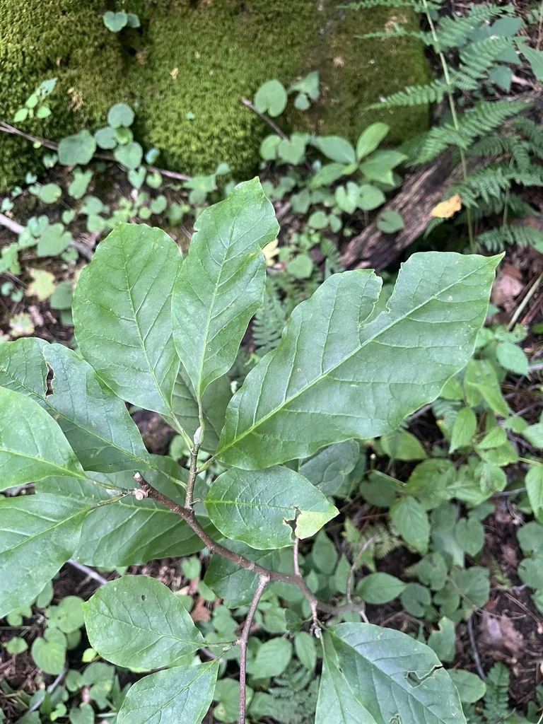 Magnolia Acuminata