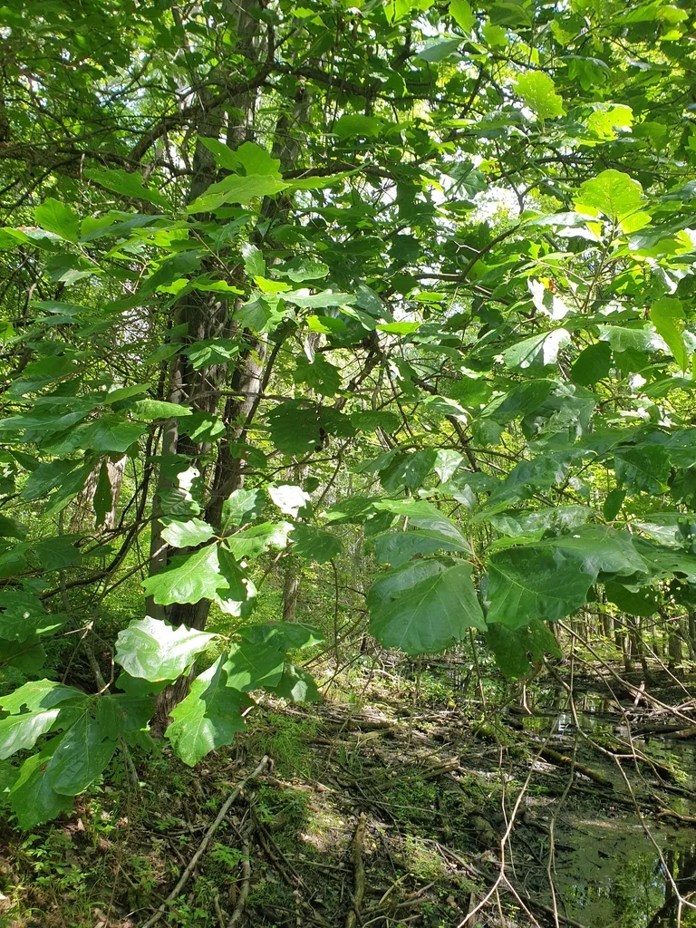 Quercus Bicolor