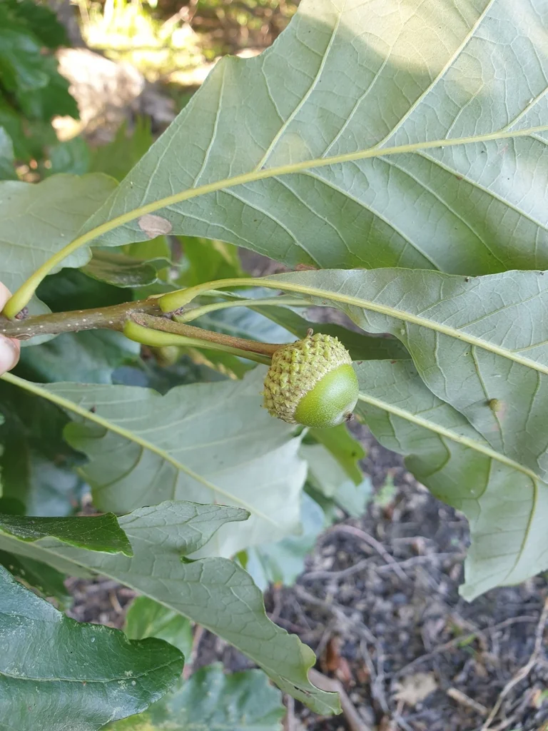 Quercus Bicolor