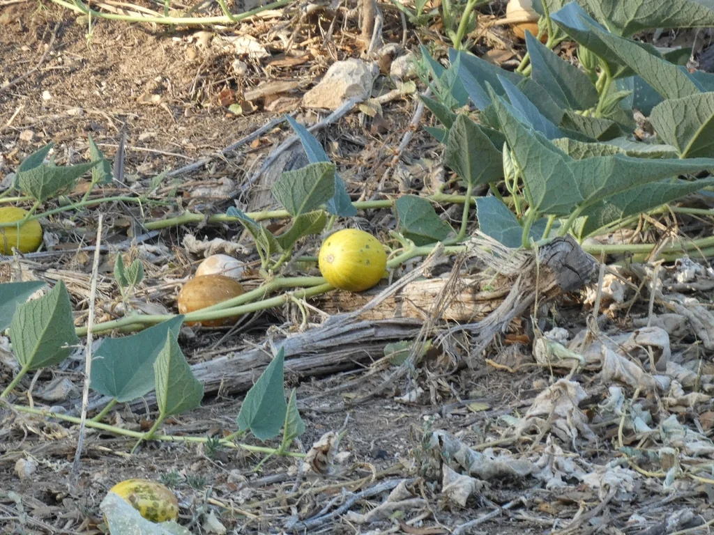 Cucurbita Foetidissima