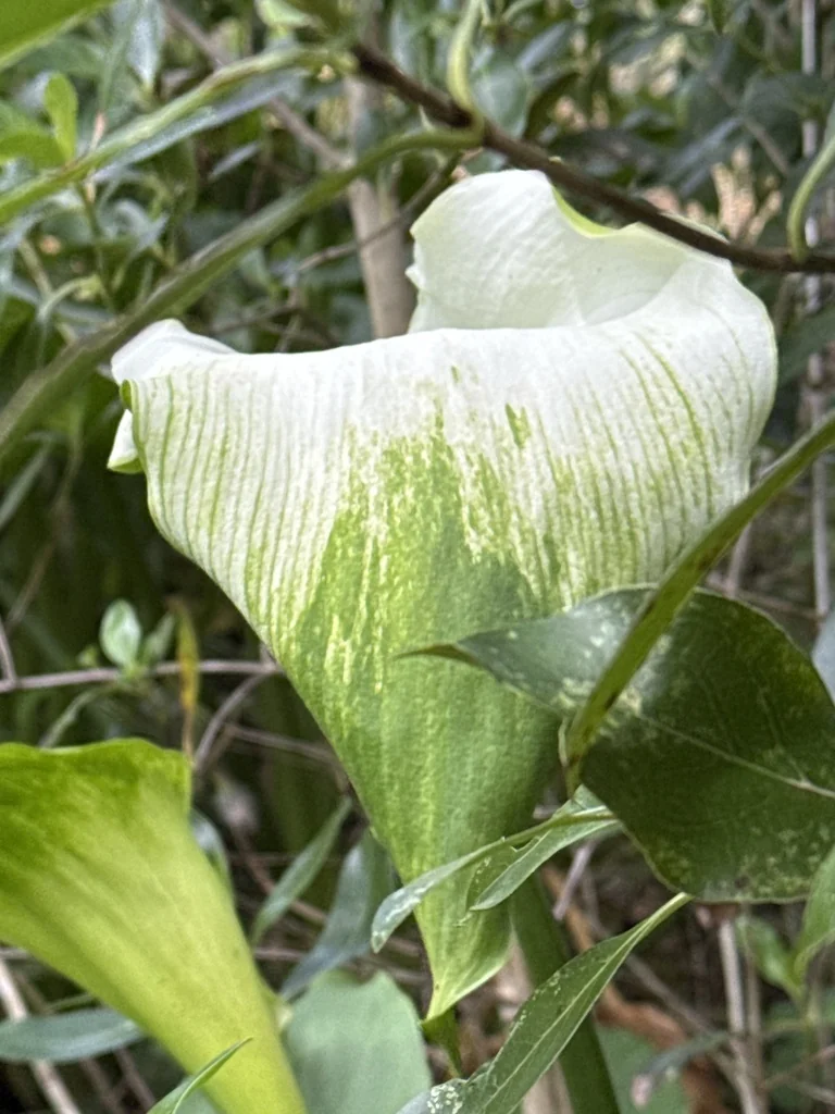 Zantedeschia Aethiopica