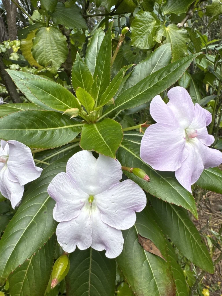 Impatiens Sodenii