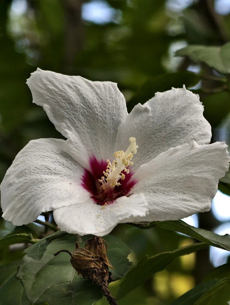 Hibiscus syriacus