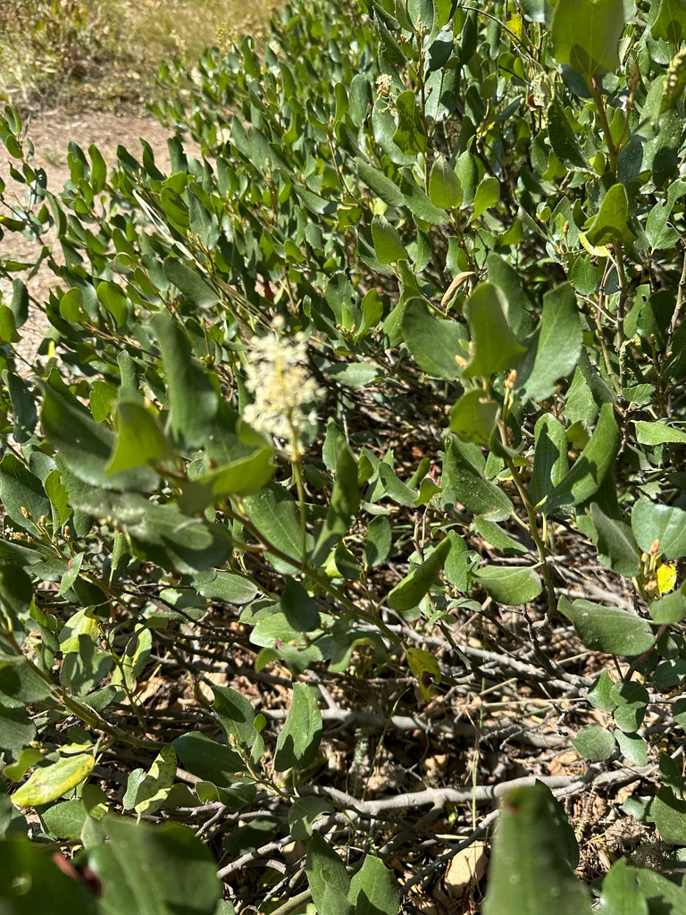 Ceanothus Velutinus