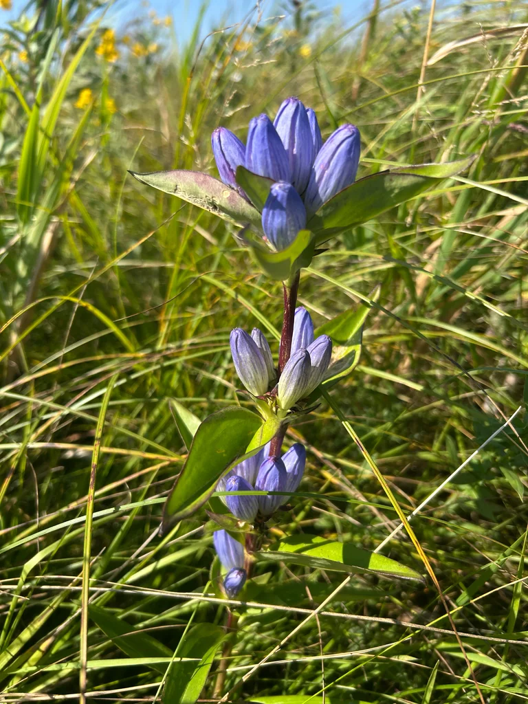 Gentiana Andrewsii